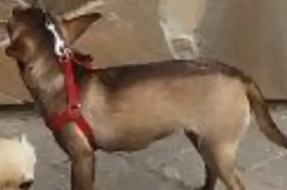 Собаки потеряшки, Йошкар-Ола, фото: Потеряшка собака, ул. Прохорова 46, Йошкар-Ола