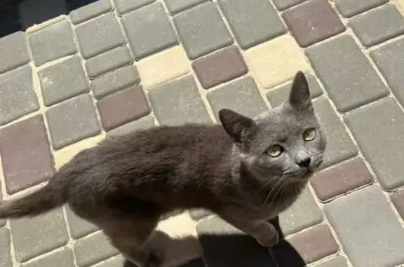 Найдена кошка, Волгоградская область, фото: Кот найден: Волгоград, Волгоградская обл.