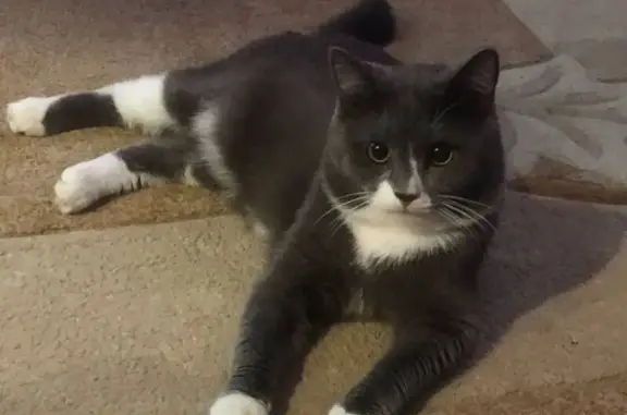 Пропала кошка, Красноярск-Сухая Балка