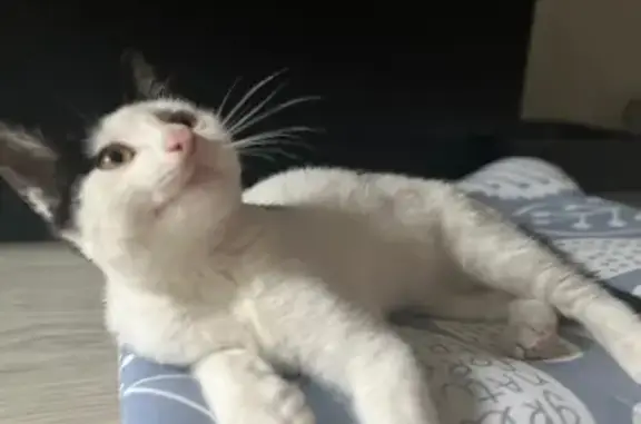 Найдена кошка, Калуга, фото: Кошка найдена, ул. Баррикад, Калуга