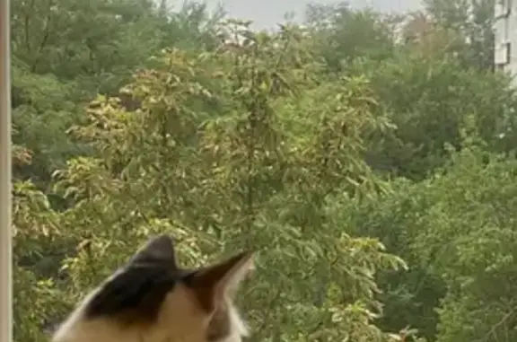 Кошки потеряшки, Ростов-на-Дону, фото: Потеряшка кошка, Стартовая ул. 8, Ростов-на-Дону