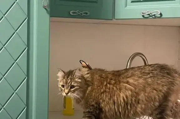 Кошки потеряшки, станции Юматово, фото: Потеряшка кошка, Сосновый пер., Юматово