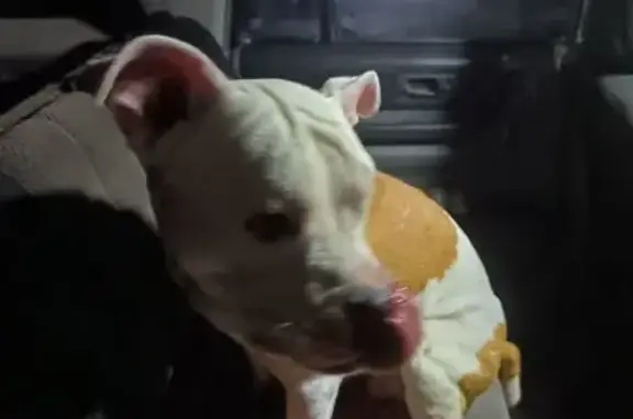 Найдена собака, Амурская область, фото: Найдена бело-рыжая собака, Свободный