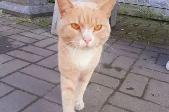 Найдена кошка, Кемеровская область, фото: Кошка найдена в Новокузнецке, Кемерово