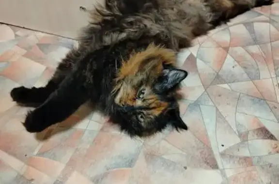 Пропала кошка, ул. Глинки, 15, Красноярск
