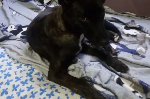 Собака найдена на ул. 22 Съезда, 96, Брянск