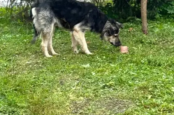 Собака найдена: 46Н-12477, МО