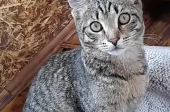 Пропала кошка, ул. Кубасова 8, Тюмень