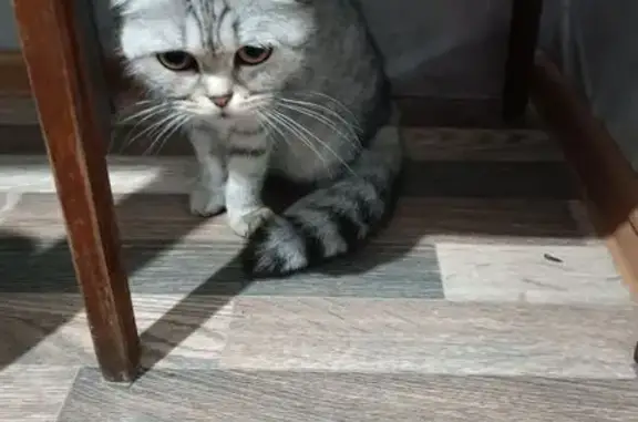 Кошка найдена: Искитим, Новосибирская обл.