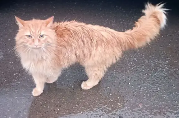 Найдена кошка, , фото: Кошка найдена: Славянское шоссе, 0/13