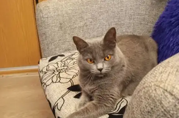 Потерянные животные Москва, фото: Пропала кошка, Ленская ул. 3, Москва