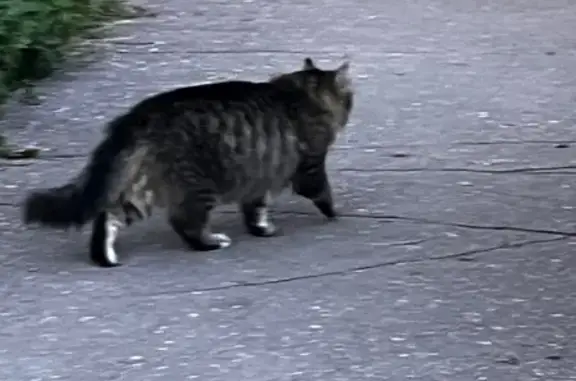 Кошка найдена, ул. Байкова, 14, Псков