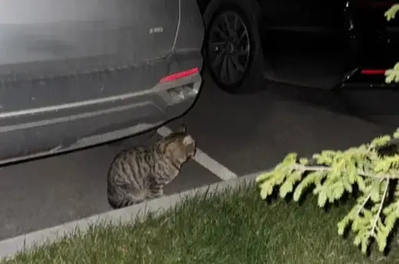 Найденные животные Томск, фото: Найдена кошка, ул. Цветаевой, 38, Томск