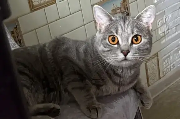 Кошки потеряшки, Нижневартовск, фото: Потеряшка кошка, ул. Нефтяников, 41