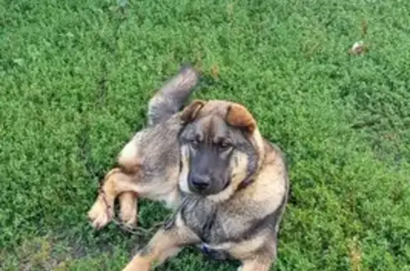 Пропала собака, Абитовский с/с, Башкортостан