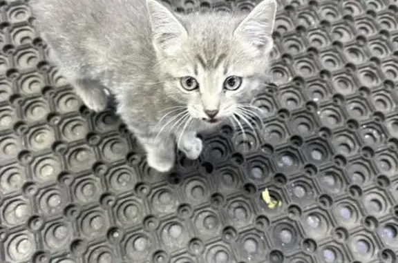 Кошка найдена: ул. Остужева, 47, Воронеж