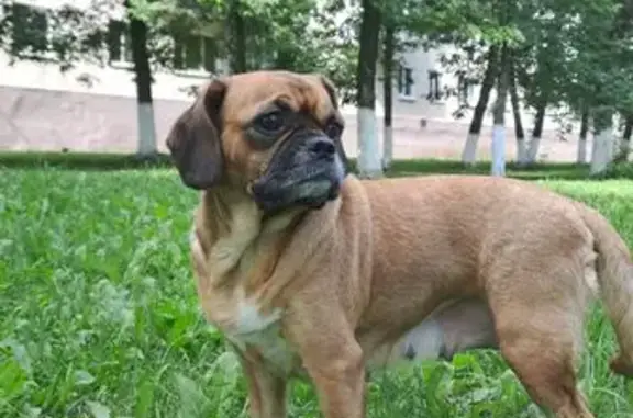 Собаки потеряшки, Новокуйбышевск, фото: Потеряшка собака на Островского, 30А, Новокуйбышевск