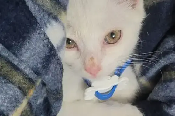 Найдена кошка, Стрелецкое, фото: Кошка найдена: Королёва, 24, Стрелецкое