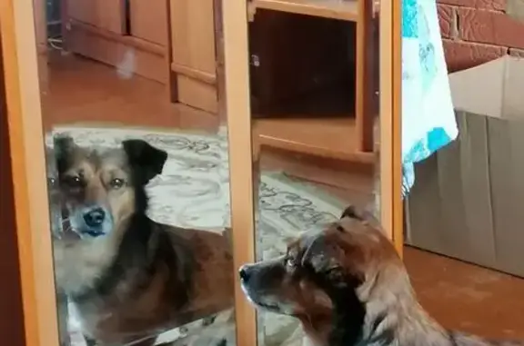 Пропала собака, ул. Фрунзе 8, Соликамск