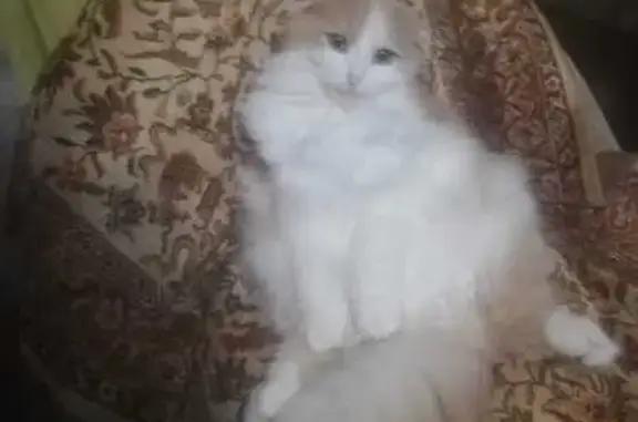 Объявления о пропавших и найденных животных, Будённовск, фото: Пропал кот Максик, ул. Красноармейская, 270