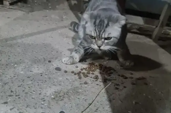 Кот найден: Солянский с/с, Астрахань