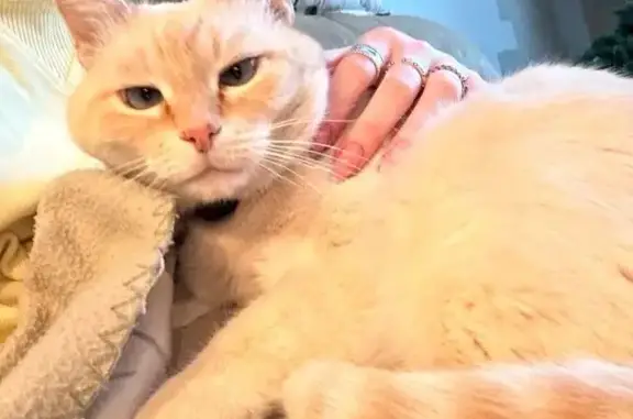 Кошки потеряшки, Тамбов, фото: Потеряшка кот, Пензенская 5, Тамбов