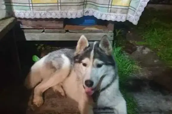 Найдена собака, Свердловская область, фото: Найдена собака в СНТ, Екатеринбург