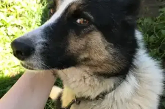 Пропала собака, Костромская обл.