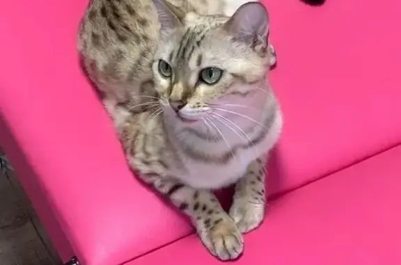 Пропала кошка: Дырнос, 18, Сыктывкар