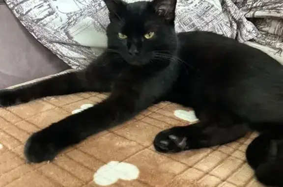 Кошки потеряшки, Вичуга, фото: Потеряшка черный кот, Цветочный пер., Вичуга
