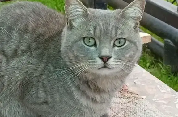 Кошки потеряшки, Азнакаево, фото: Потеряшка кошка, ул. Латыпова 27, Азнакаево