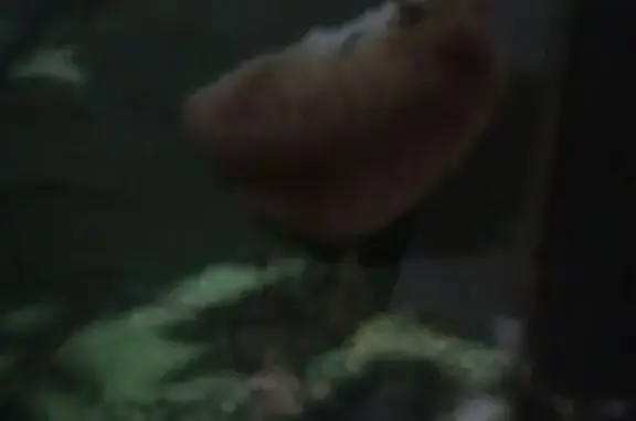 Кошка найдена: Днепровский пер., 122/1, РнД