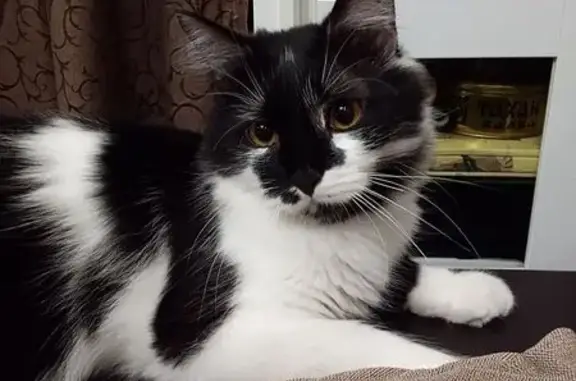 Кошки потеряшки, Анапа, фото: Потеряшка кошка на Лазурной, 10 к2, Анапа