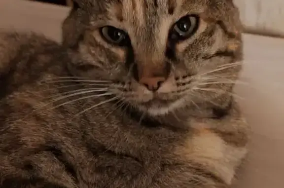 Кошки потеряшки, Краснодар, фото: Потеряшка кошка, Троицкая 84/1, Краснодар