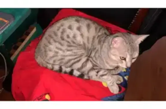 Кошки потеряшки, Махачкала, фото: Потеряшка кошка, ул. Коркмасова, Махачкала