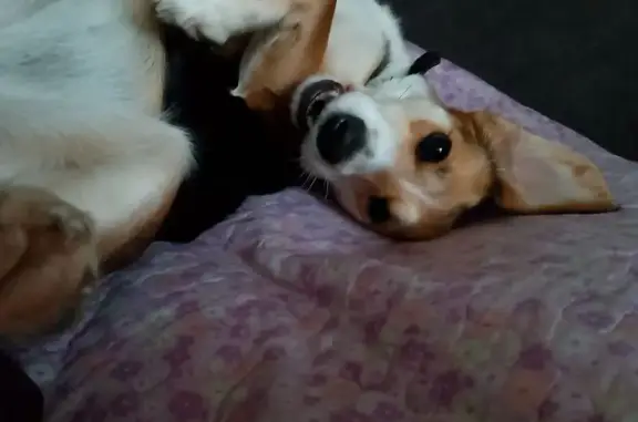 Собаки потеряшки, Хотьково, фото: Потеряшка собака, Горбуновская ул, 1, Хотьково