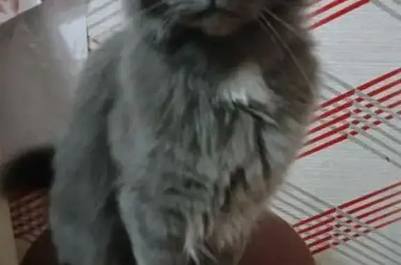 Кошки потеряшки, Иркутск, фото: Потеряшка кошка, Иркутск, ул. 34