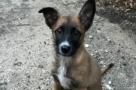 Найдена собака, Советская ул. 1, Ставрополь