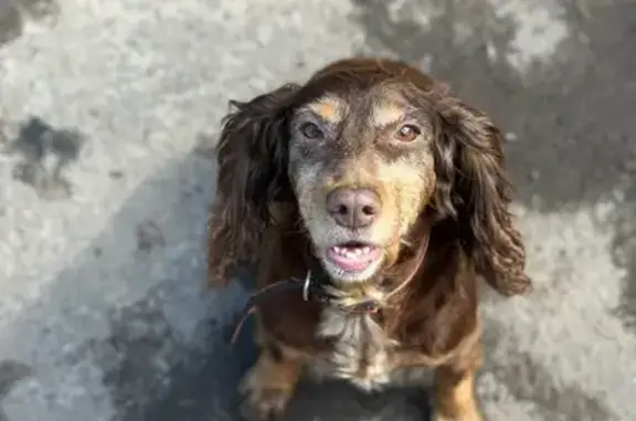 Собака найдена: ул. Маршала Малиновского