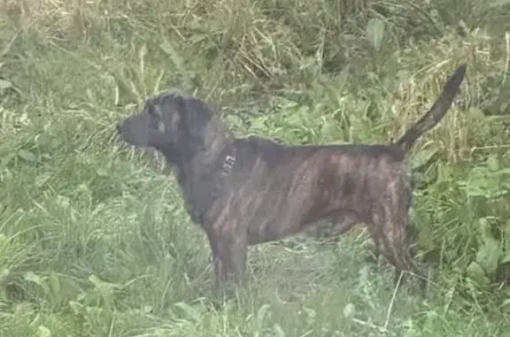 Потеряна собака, пр. Стачек 152, СПб