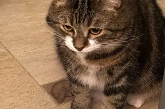 Пропала кошка, Солидарная ул., Отрадное