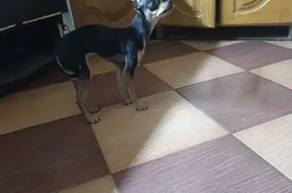 Найдена собака, Красный Сулин, фото: Собака найдена: ул. Матросова, Красный Сулин