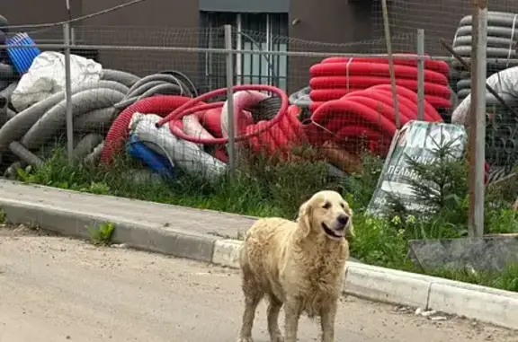 Найдена собака, Папино, фото: Найдена крупная собака, 87 Папино