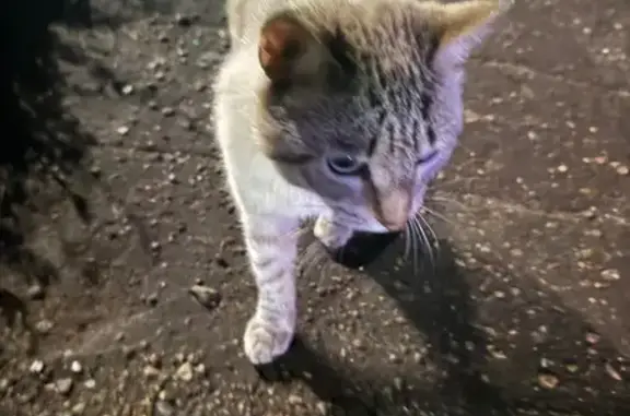 Найдена кошка, Вятские Поляны, фото: Найдена сиамская кошка, ул. Азина, 52