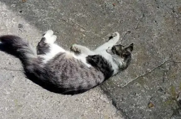 Кошки потеряшки, Таганрог, фото: Потеряшка кошка: 12-й пер., Таганрог