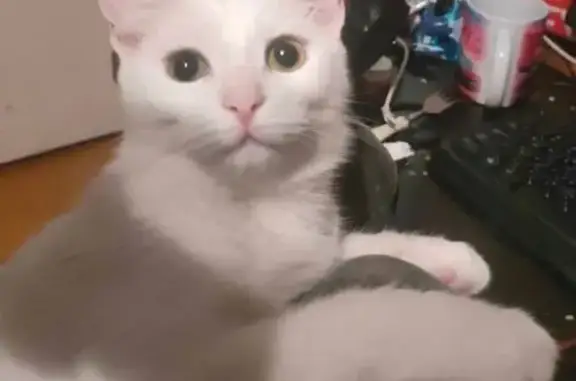 Пропала белая кошка, ул. Солидарности, 28