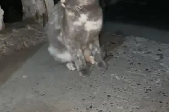 Найдена кошка, Кемеровская область, фото: Кошка найдена на Сеченова, Новокузнецк