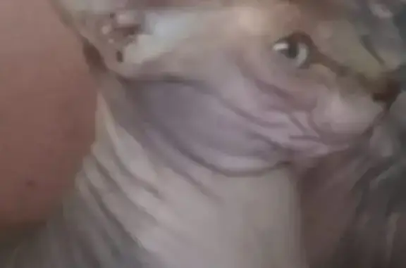 Пропала кошка сфинкс, МО