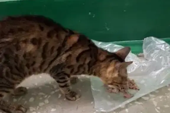 Кошка найдена: б-р Миттова, 3, Чебоксары