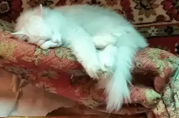 Кошки потеряшки, Элита, фото: Потеряшка белая кошка, Полевая ул., Элита